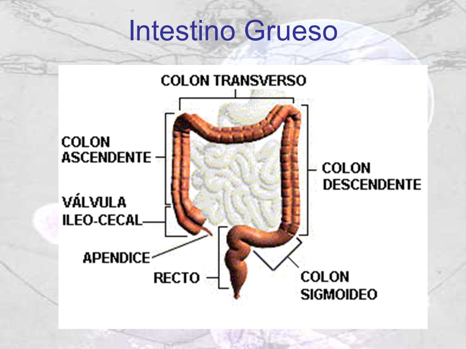 grueso prima grueso prima